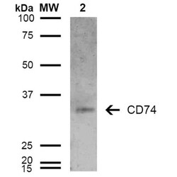 CD74 Antibody (6D9), Novus Biologicals:Antibodies:Primary Antibodies